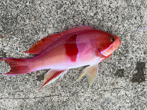 アカオビハナダイの釣果