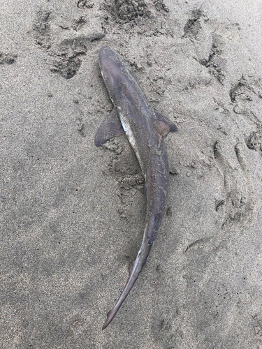 ドチザメの釣果