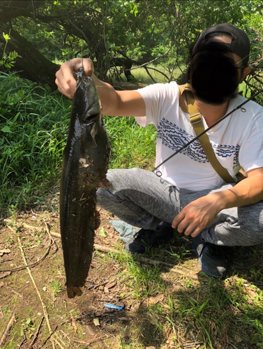 ナマズの釣果