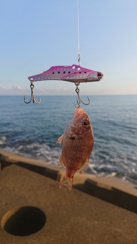 タイの釣果