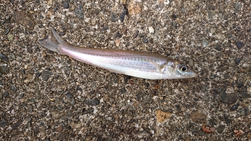 シロギスの釣果