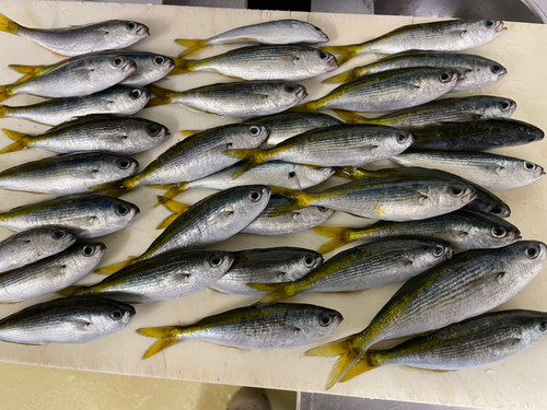 タカベの釣果