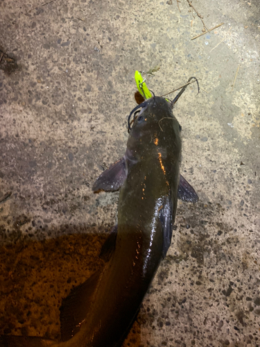 アメリカナマズの釣果