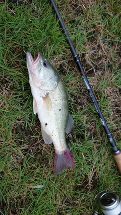 カニの釣果