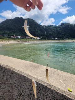 シロギスの釣果