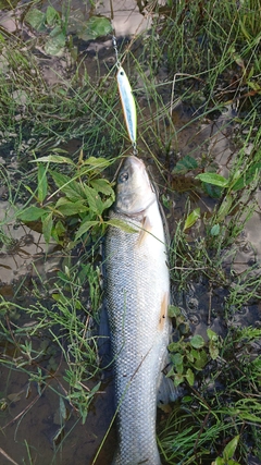 エゾウグイの釣果