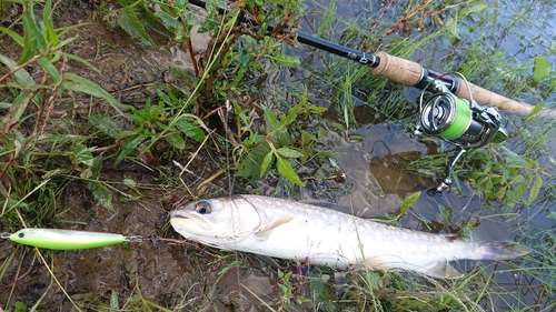 アメマスの釣果