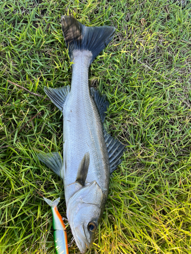 フッコ（マルスズキ）の釣果