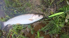 アメマスの釣果