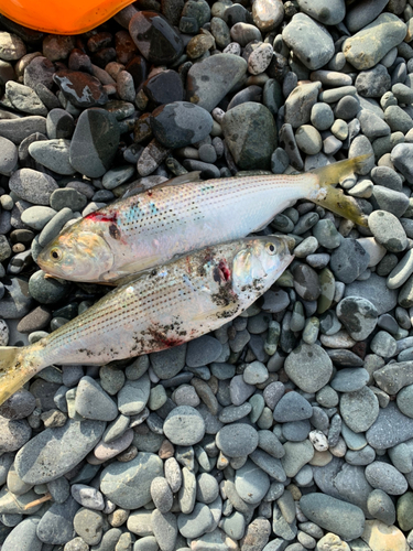 コノシロの釣果