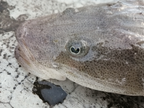 マゴチの釣果