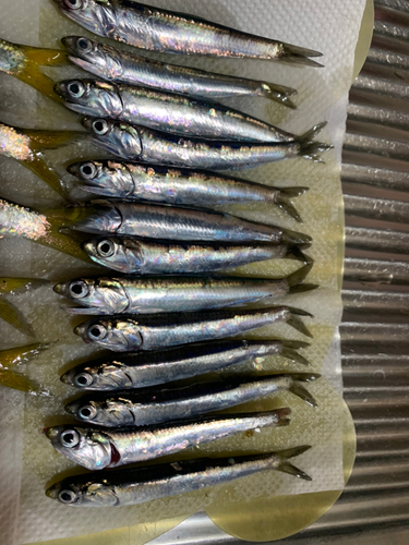 カタクチイワシの釣果