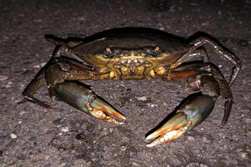 ノコギリガザミの釣果