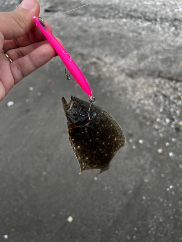 ソゲの釣果