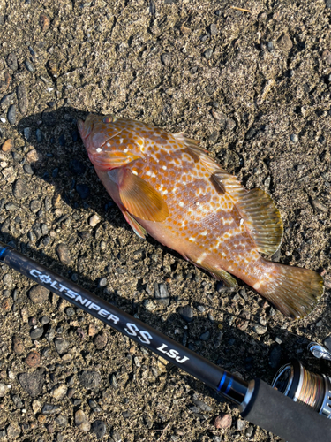 キジハタの釣果