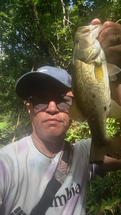 ラージマウスバスの釣果