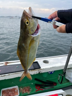 ショゴの釣果