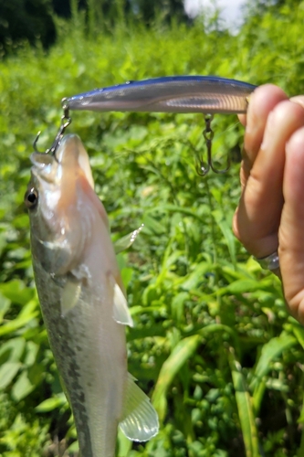 ラージマウスバスの釣果