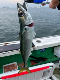 マサバの釣果