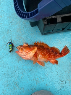 ウッカリカサゴの釣果