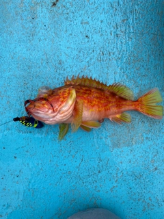 アヤメカサゴの釣果