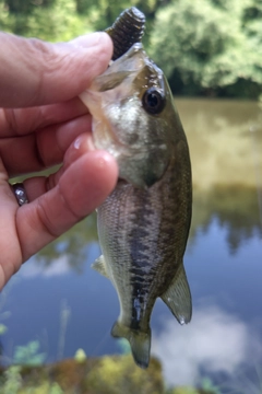 ラージマウスバスの釣果