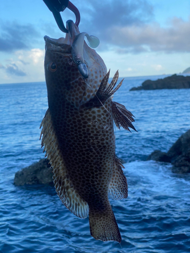 オオモンハタの釣果