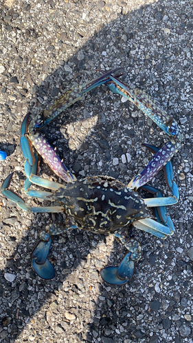 タイワンガザミの釣果