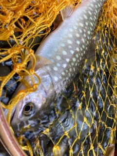 イワナの釣果