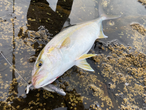 ネリゴの釣果