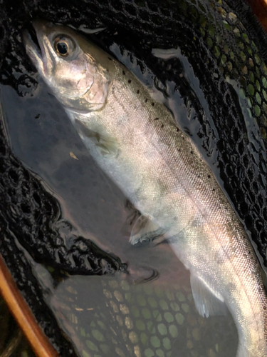 ヤマメの釣果