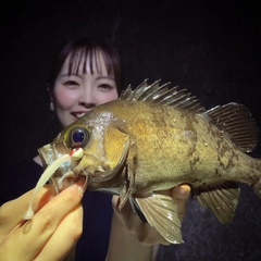 メバルの釣果