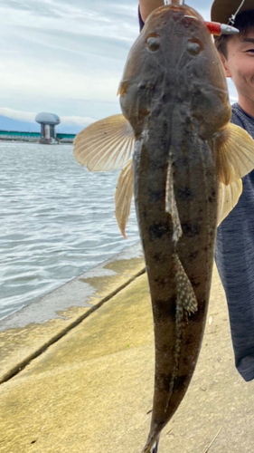 マゴチの釣果