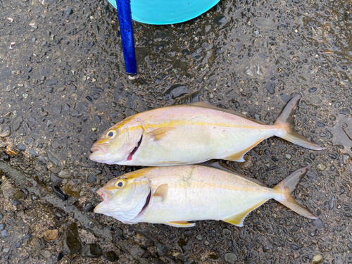 ショゴの釣果