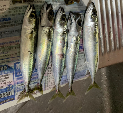 サバの釣果