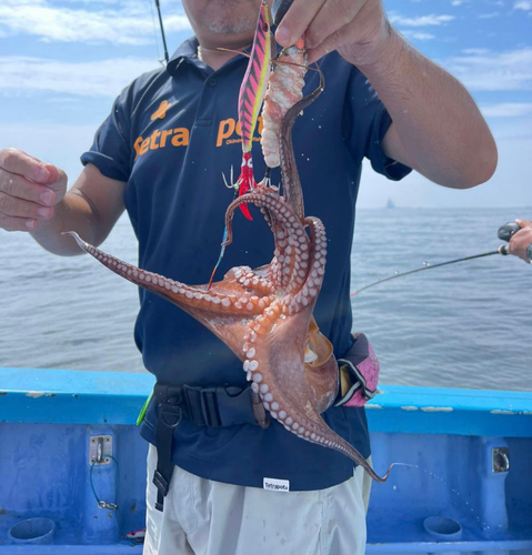 マダコの釣果