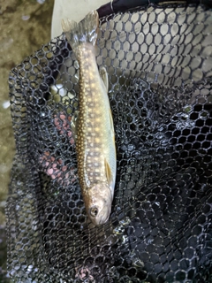 イワナの釣果