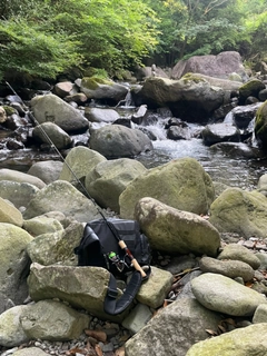 イワナの釣果