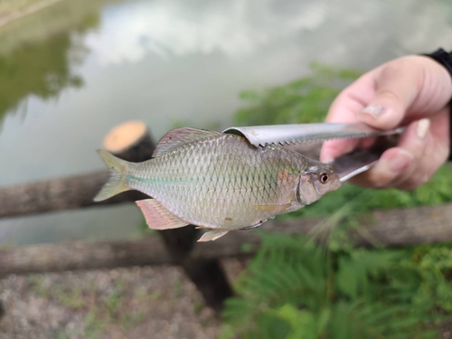 コイの釣果