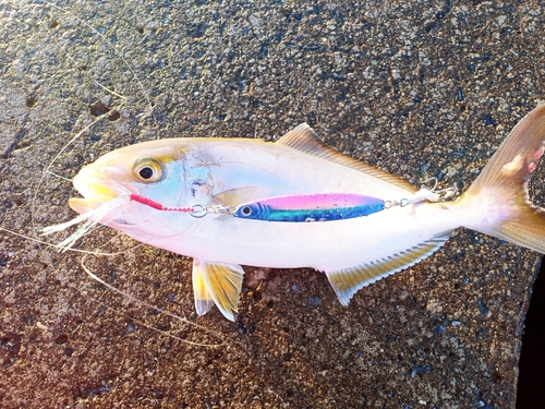 ショゴの釣果