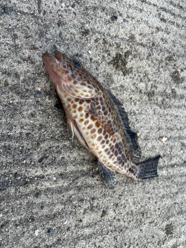 オオモンハタの釣果