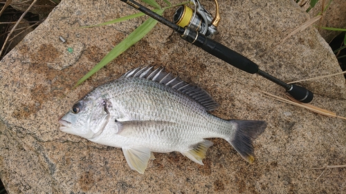 キビレの釣果