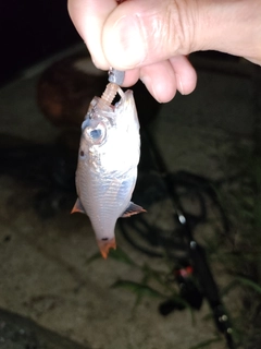 ネンブツダイの釣果