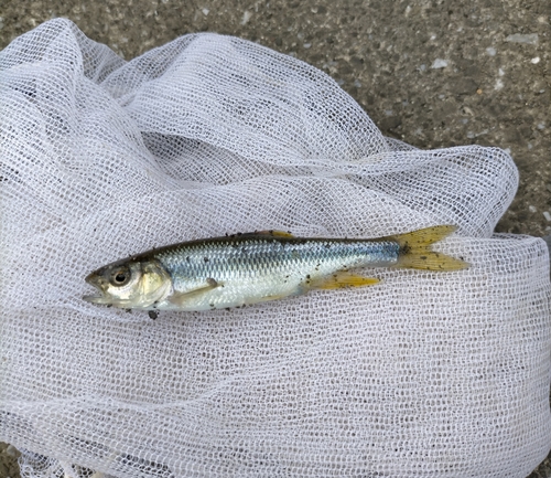 オイカワの釣果