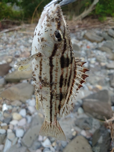 シマイサキの釣果