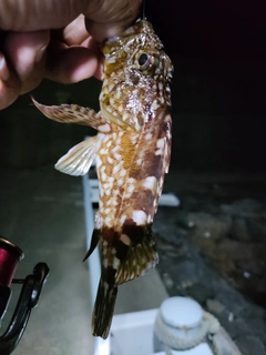 カサゴの釣果