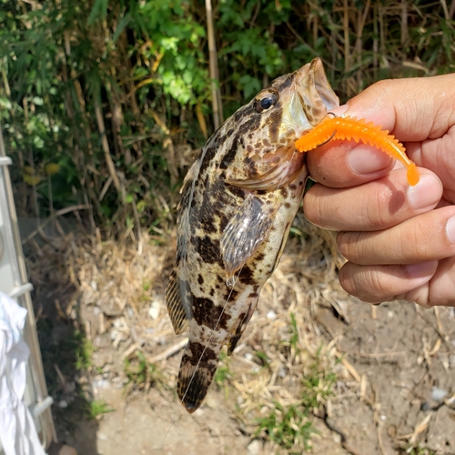 タケノコメバルの釣果