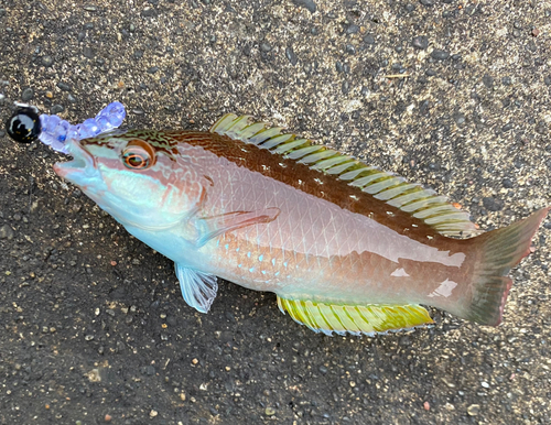 ホシササノハベラの釣果