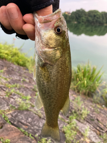 ラージマウスバスの釣果