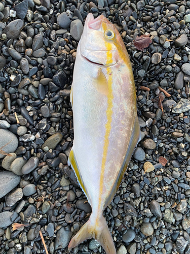 ショゴの釣果